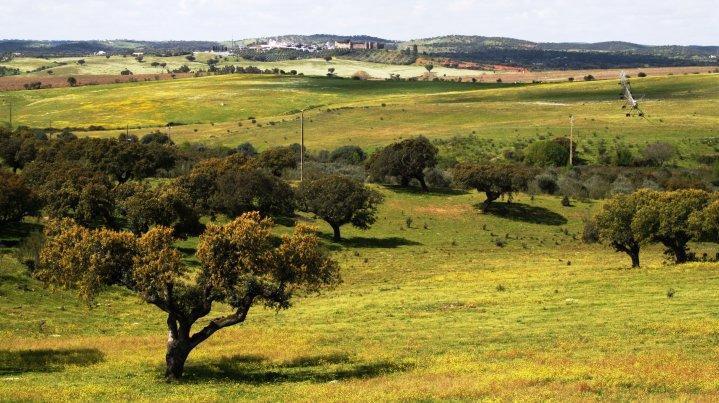 Herdade D. Pedro Βίλα Terena Εξωτερικό φωτογραφία