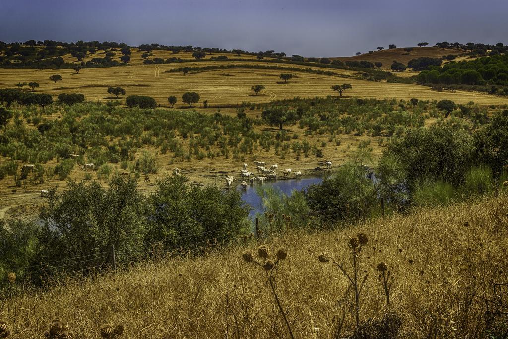 Herdade D. Pedro Βίλα Terena Εξωτερικό φωτογραφία